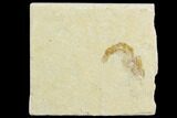 Cretaceous Fossil Shrimp - Lebanon #123885-1